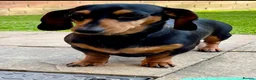 Miniature Dachshund dogs for sale: 2 K/C reg Mini Dachshund Boys For Sale in Goole - Advert 10