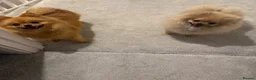 Pomeranian dogs for sale: Tiny Teddy Bear Face Cream Pomeranian Girl - Advert 6