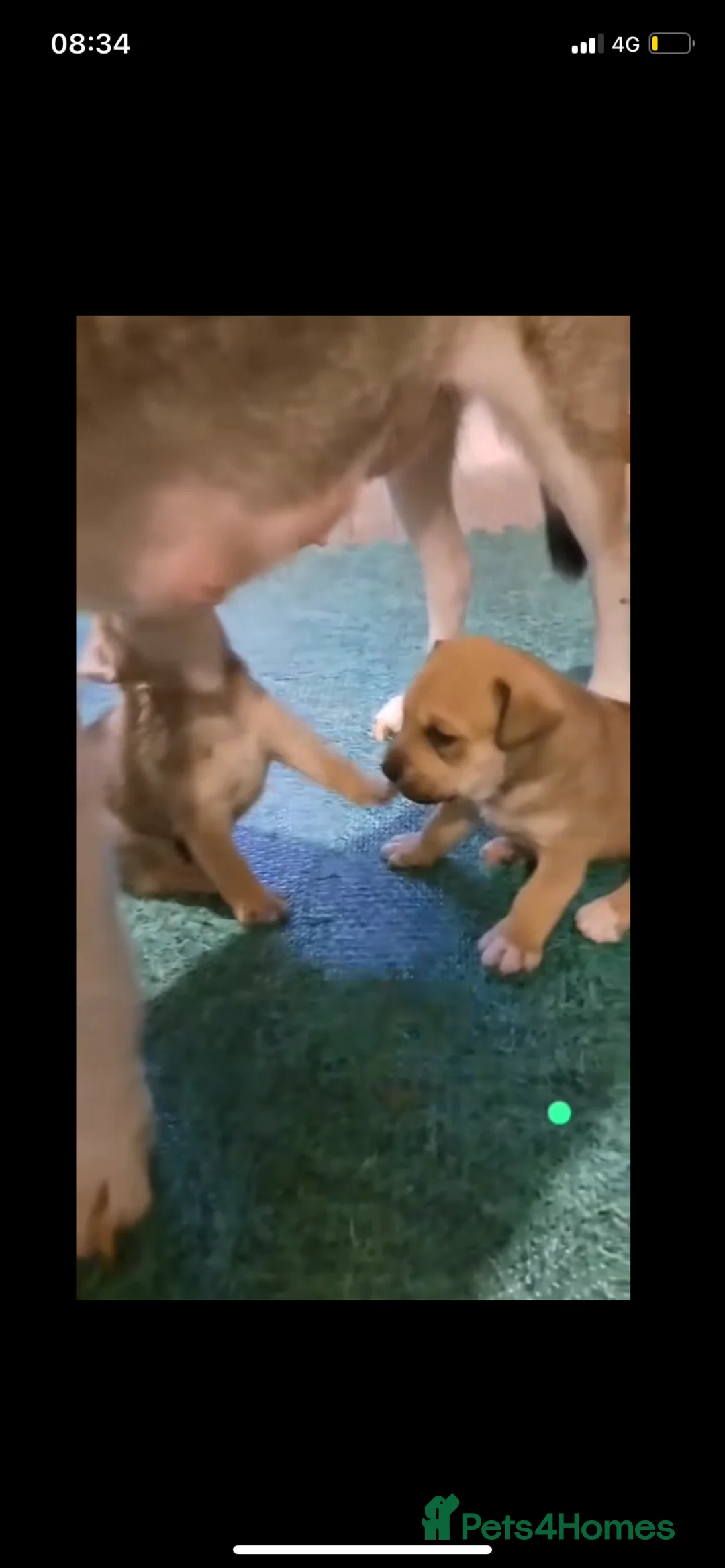 Mixed Breed dogs for sale: Murphy  - Advert 4