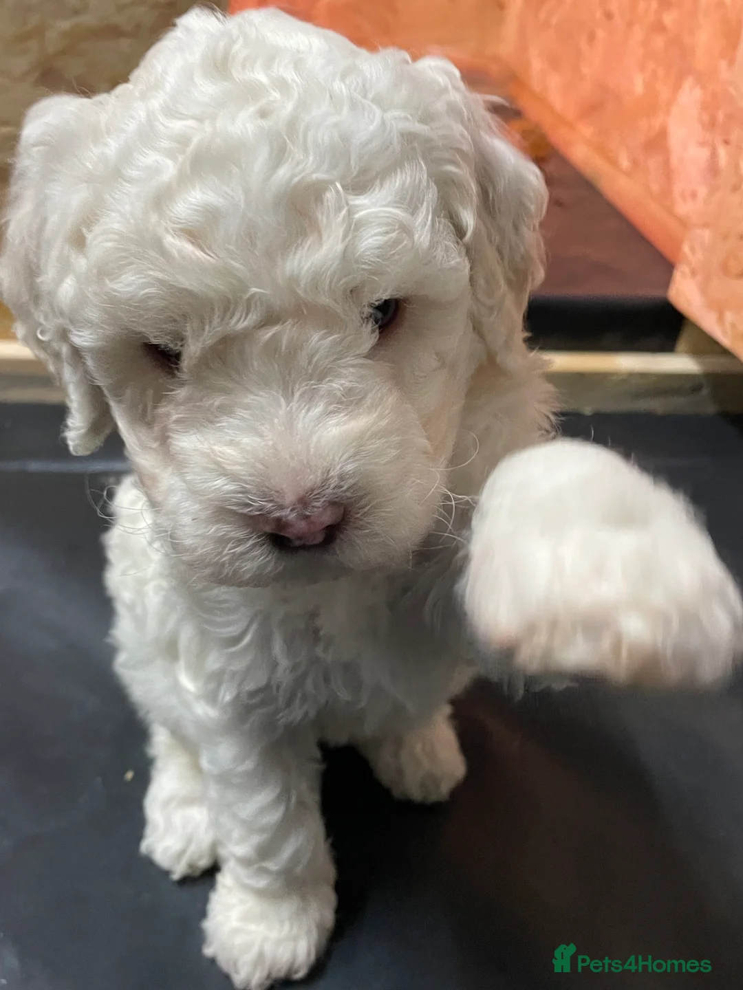 Lagotto Romagnolo dogs for sale: Lagotto Romagnolo puppies , a rarity !  - Advert 2