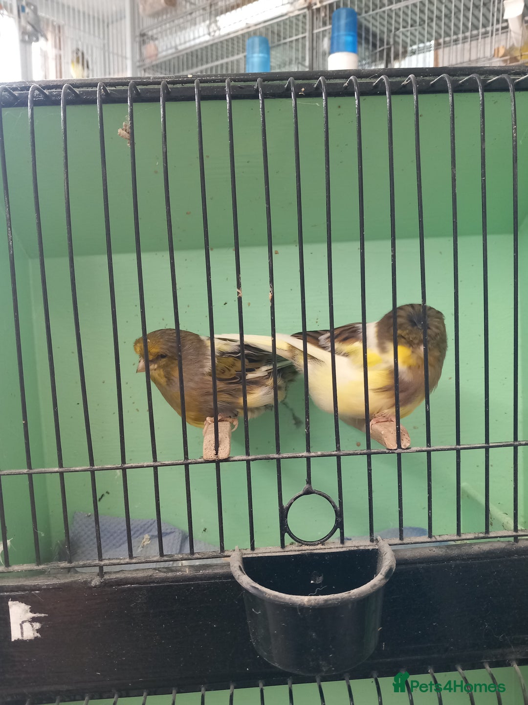 Canaries birds for sale: Canaries - Image 1