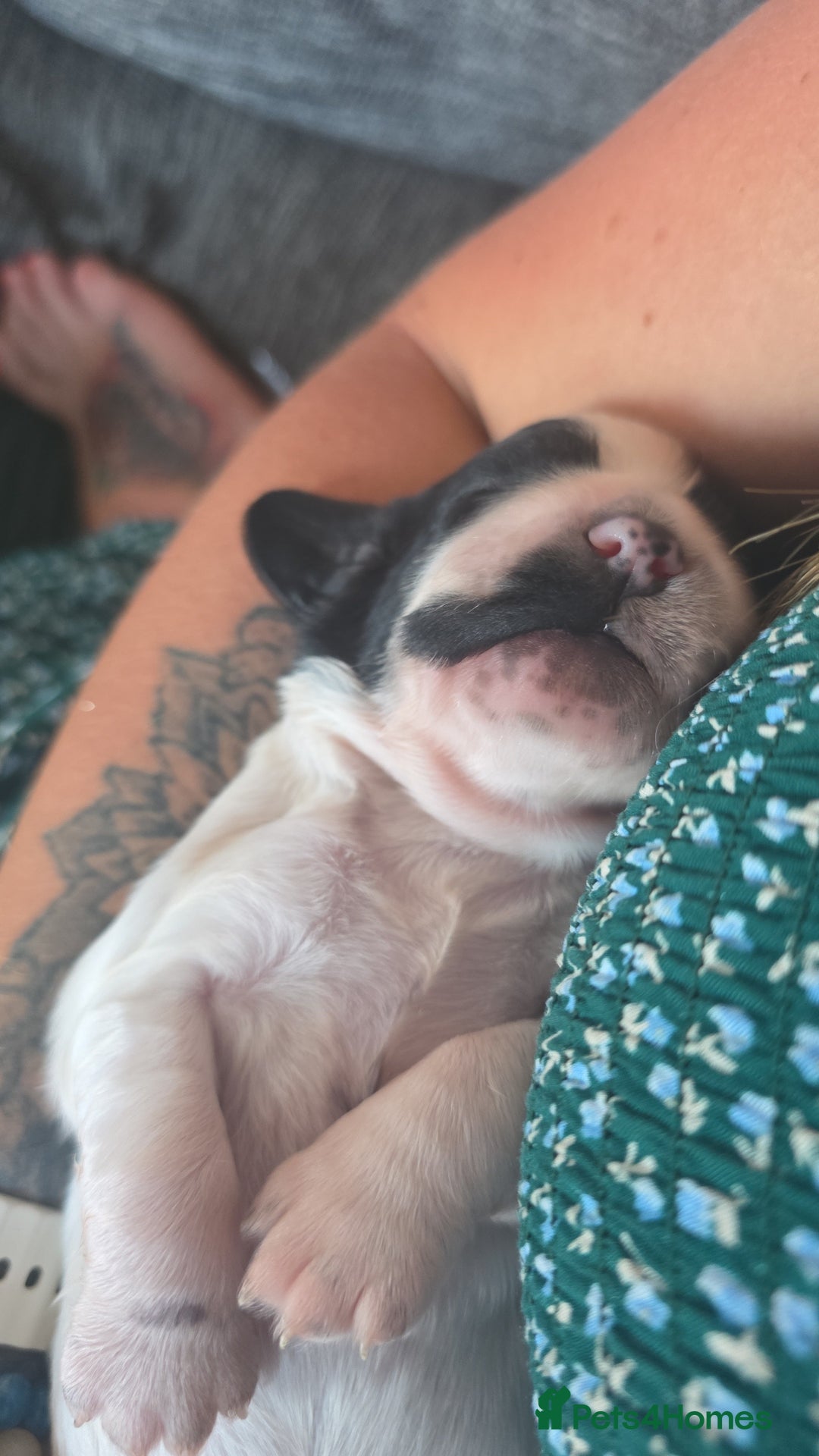 English Springer Spaniel dogs for sale: Springer pups  - Image 1