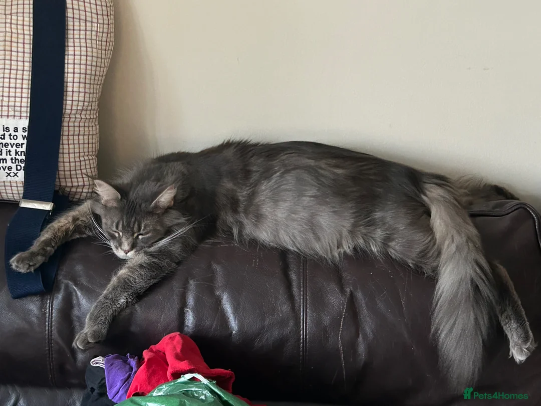 Maine Coon cats for sale: Stunning Maine Coon Cross kittens - Advert 1