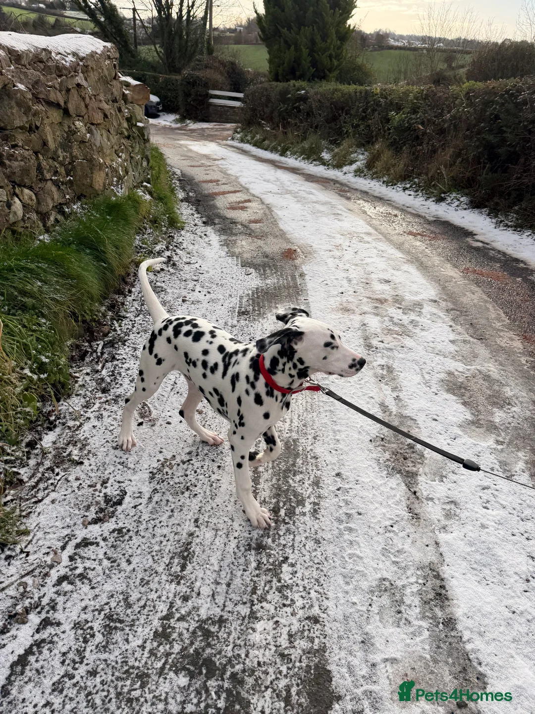 Dalmatian dogs for sale: Beautiful 6-Month-Old Dalmatian Puppy 🐾 - Advert 8