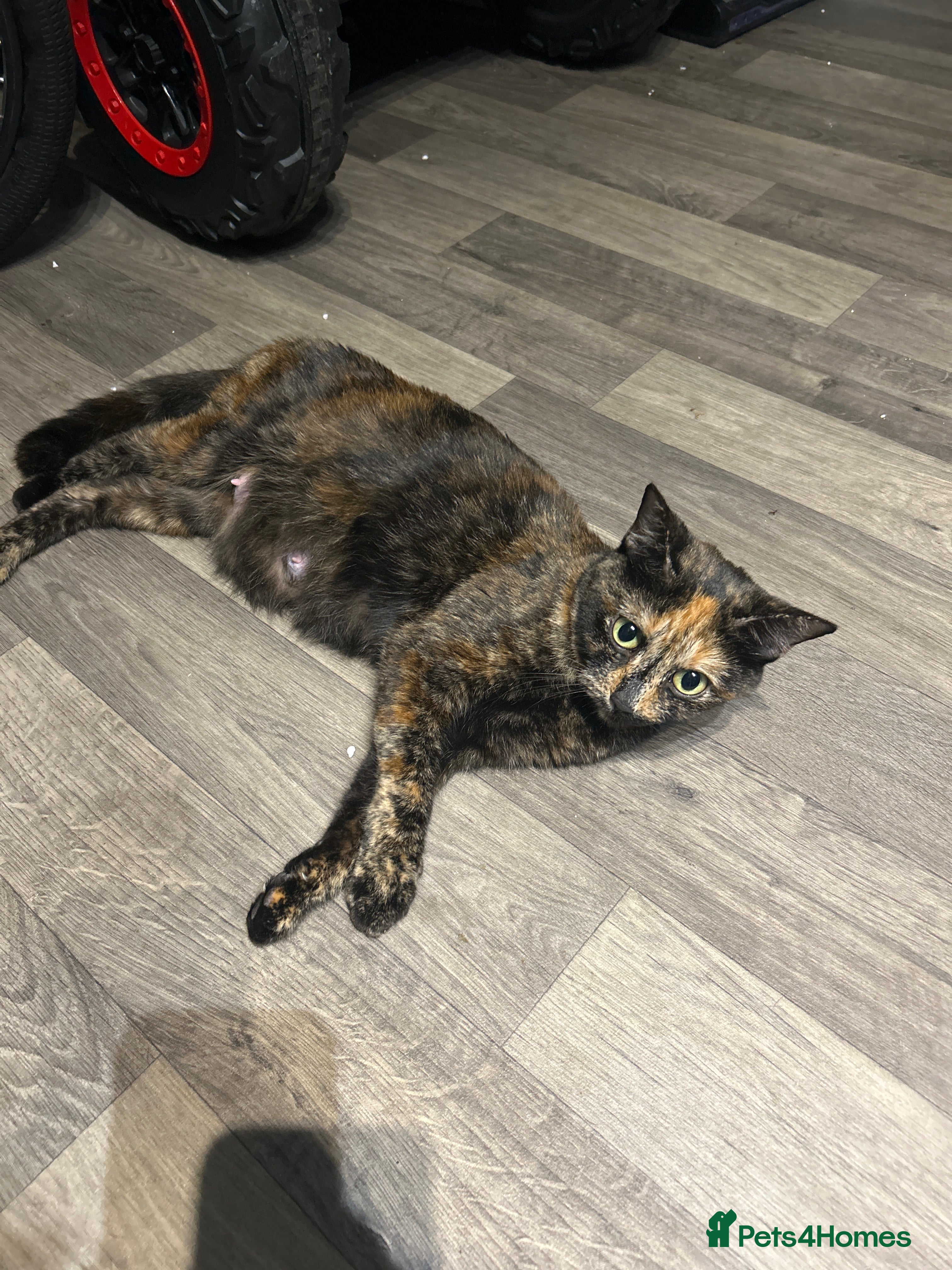 Mixed Breed cats Kittens  - Advert 13