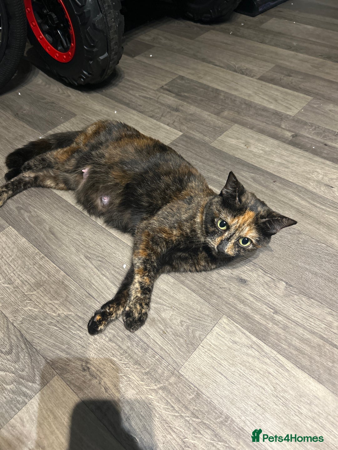 Mixed Breed cats for sale: Kittens  - Advert 1