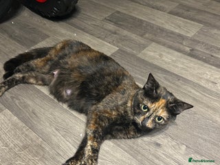 Mixed Breed cats Kittens - Advert 1