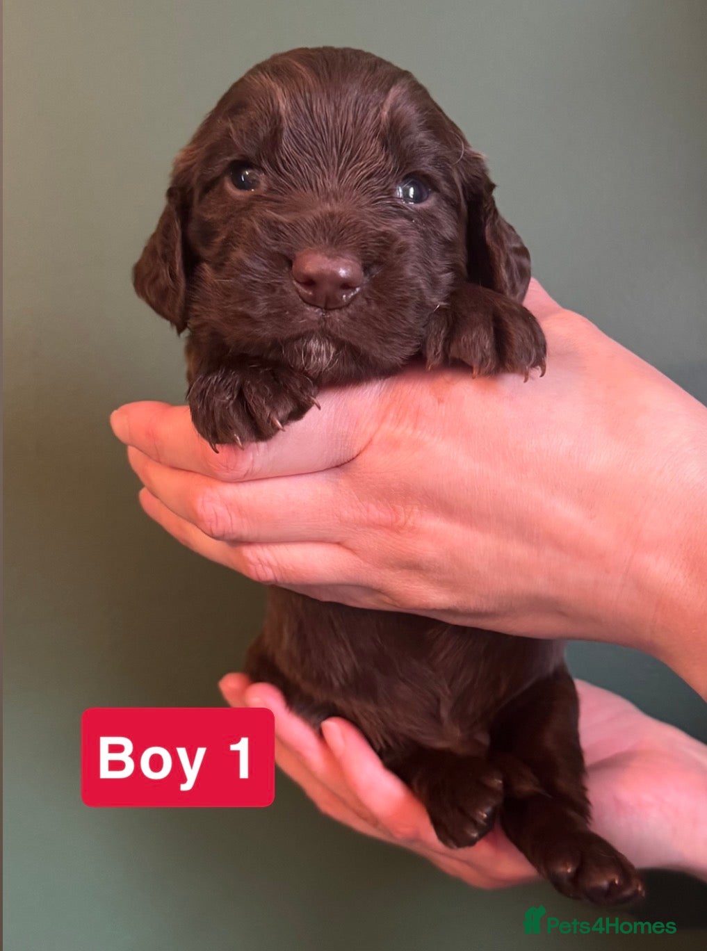 Cocker Spaniel dogs 7 Working Cocker Spaniels Looking for a new home - Advert 2