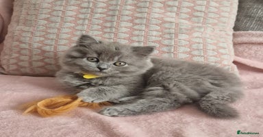 British Shorthair cats - Advert 1