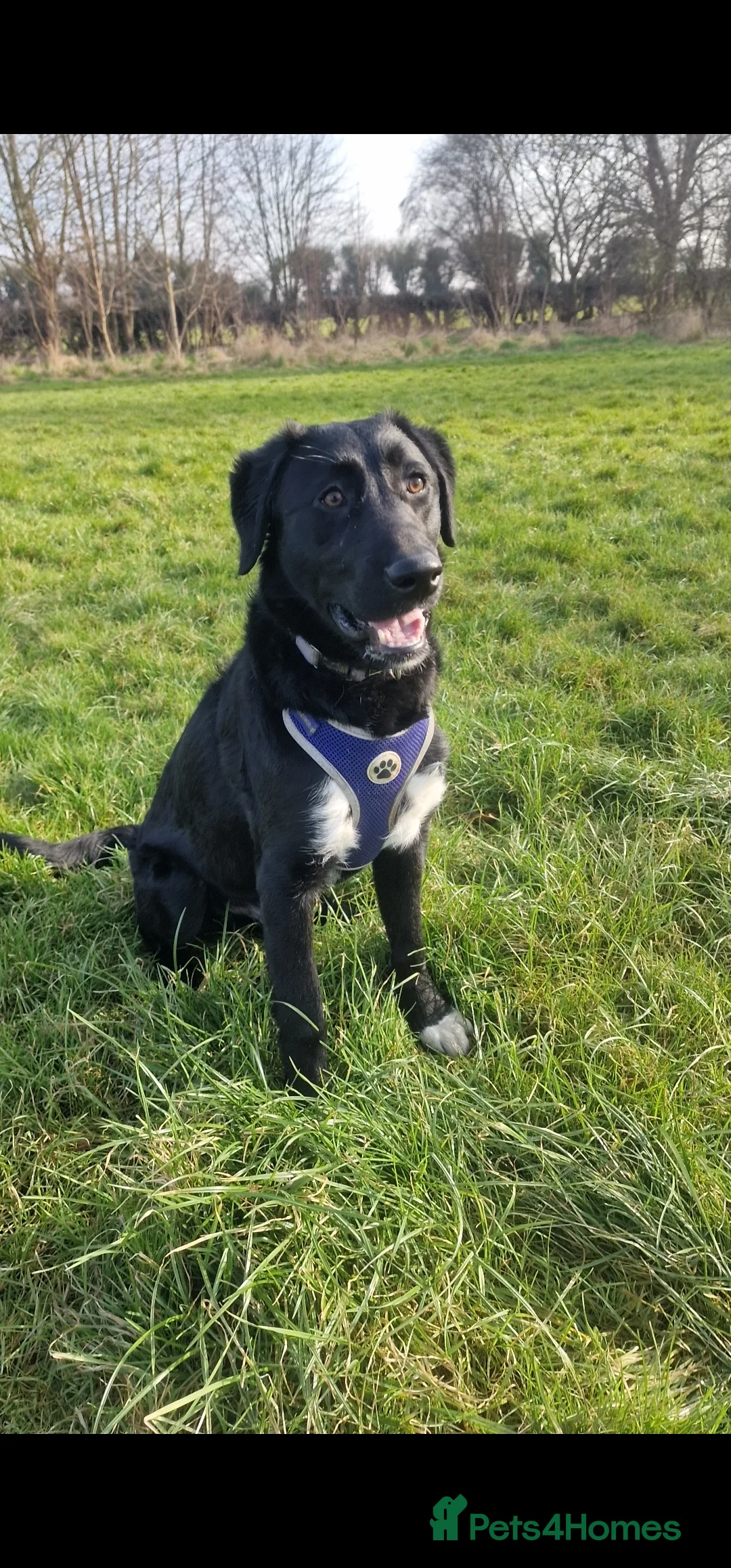 Borador dogs for sale: Borador boy (Lab x Border Collie) - Advert 5