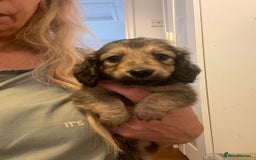 Miniature Dachshund dogs for sale: Quality KC Minature Longhaired Dachshund for sale  - Image 11