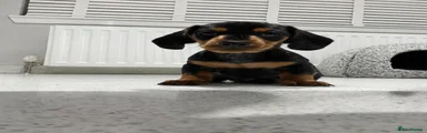 Miniature Dachshund 3
