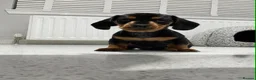 Miniature Dachshund dogs for sale: Miniature Dachshunds  - Advert 3