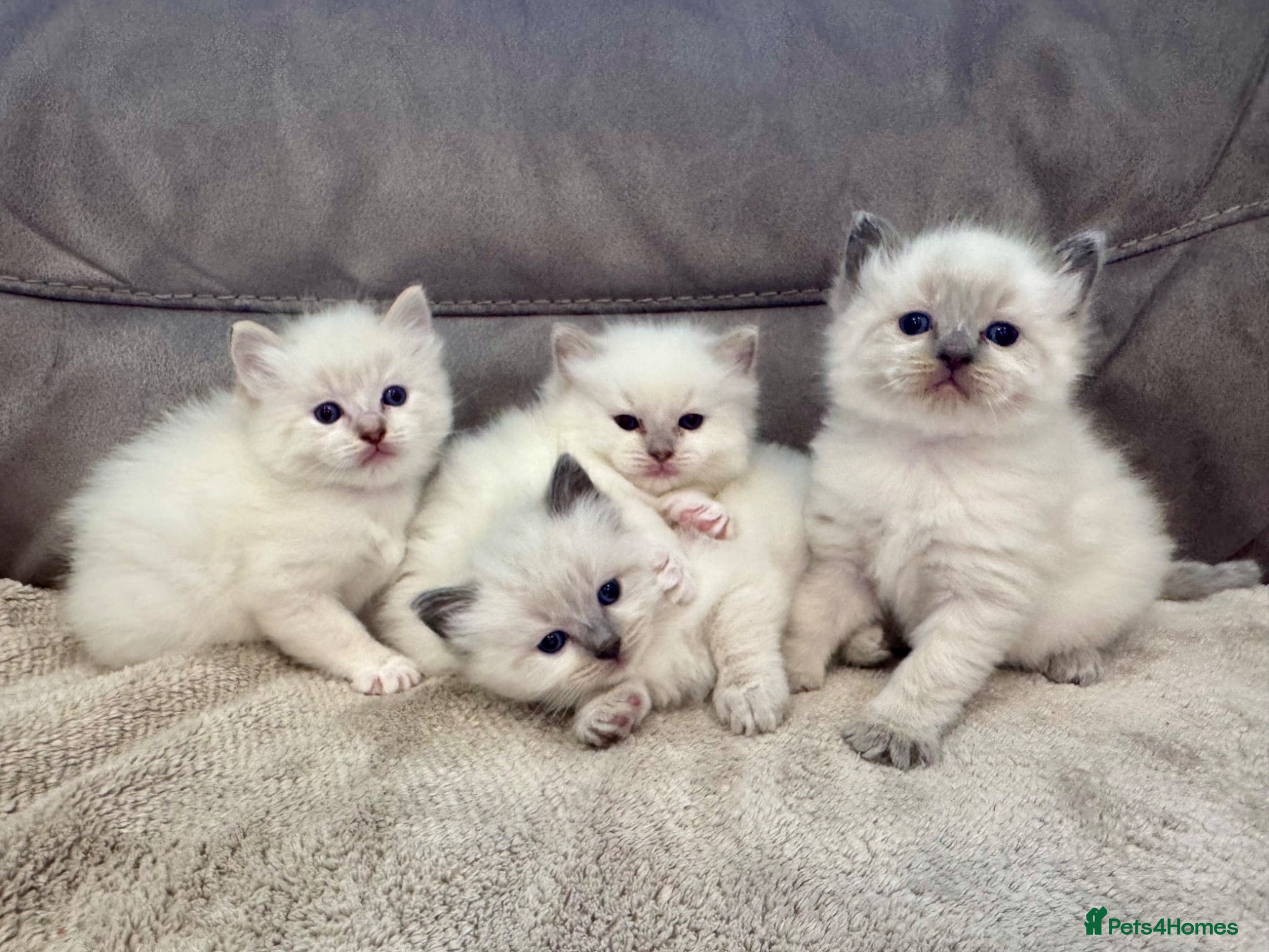 Ragdoll cats Ragdoll kittens for sale Fleet - Advert 1