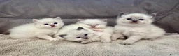 Ragdoll cats for sale: Ragdoll kittens for sale Fleet in Fleet - Advert 1