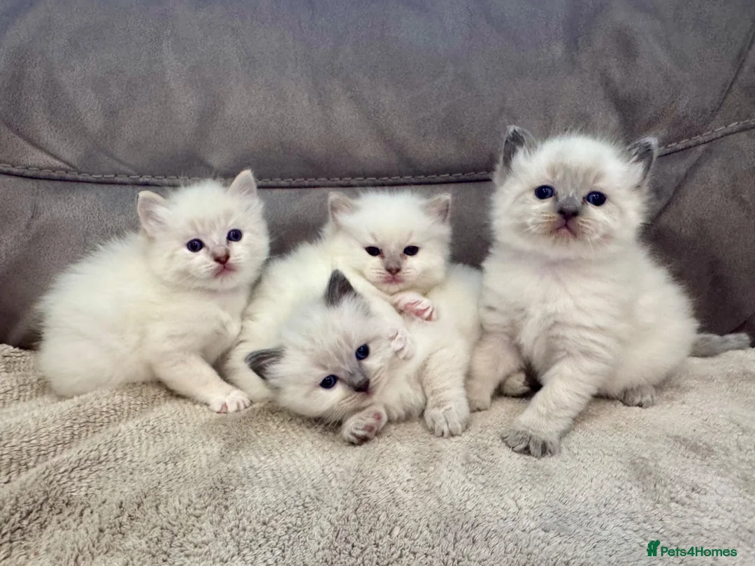 Ragdoll cats for sale: Ragdoll kittens for sale Fleet in Fleet - Advert 1