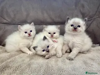Ragdoll cats Ragdoll kittens for sale Fleet - Advert 5