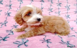 Cavapoo dogs for sale: Exceptional cavapoo puppies  - Image 28