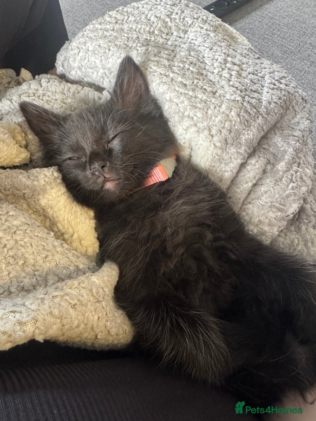 Mixed Breed cats for sale: 7 month old kitten  - Advert 5