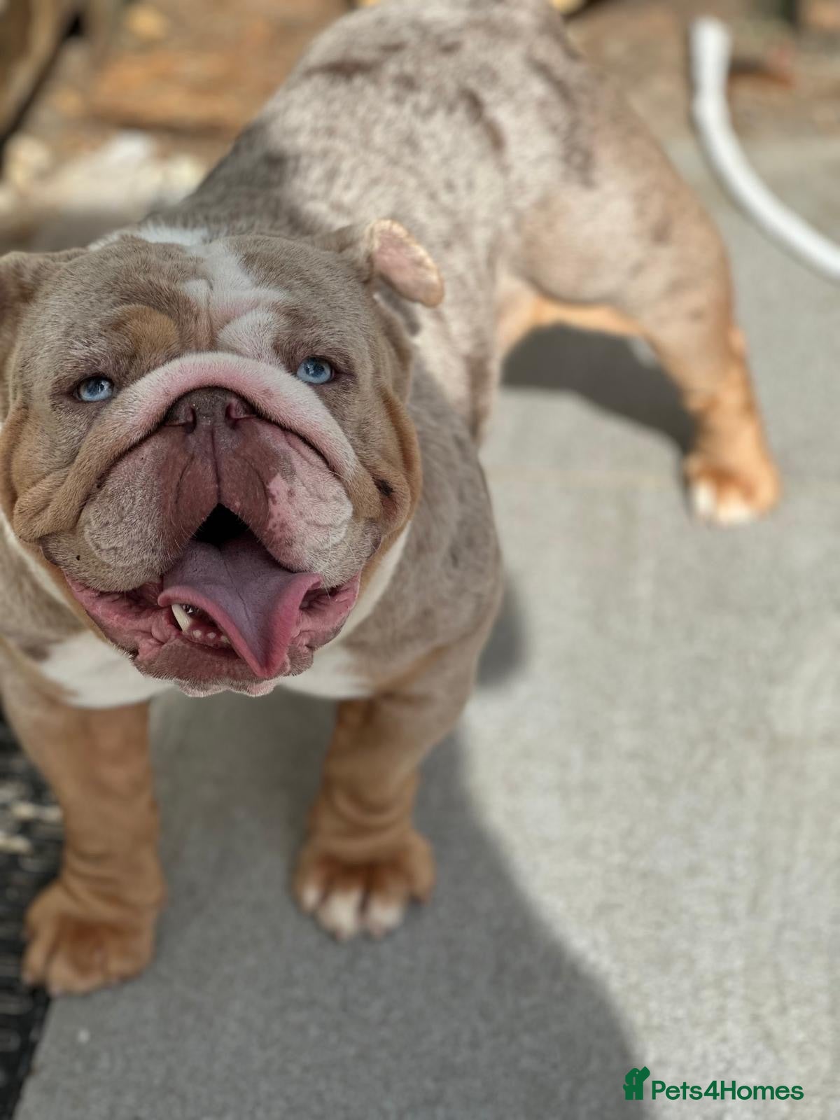 English Bulldog dogs Pearl adult female lilic Merle for sale  - Advert 1