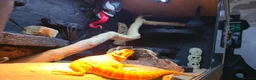 Bearded Dragon reptiles for sale: Hypo Orange Blue Bar Berded Dragon  in Dewsbury - Advert 4