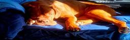 Mixed Breed dogs for sale: 1 year old dogue de bordeaux/neapolitan girl in Croydon - Advert 8