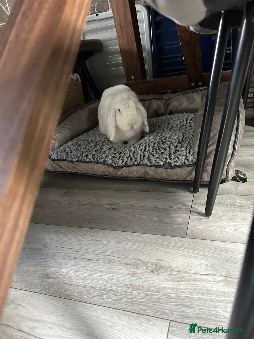 Mini Lop rabbits for sale: Mini lop white blue eyes  - Advert 2
