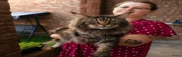 Maine Coon cats for sale: Amazing Maine Coon kittens 😍  - Advert 11