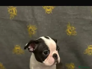 Boston Terrier dogs Boston Terrier Puppies - Advert 4