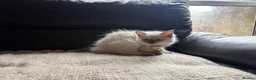 Ragdoll cats for sale: Six beautiful ragdoll kittens - Advert 9