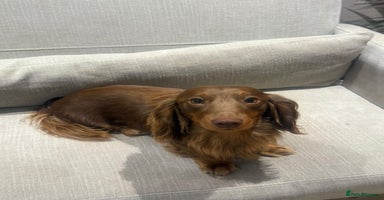 Miniature Dachshund dogs - Advert 15