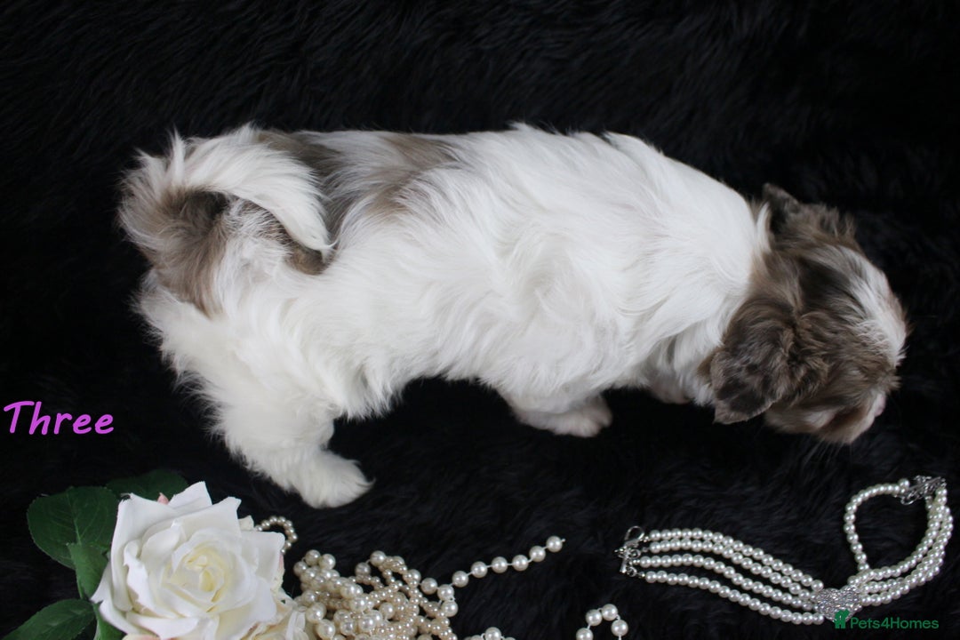 Yorkshire Terrier dogs for sale: Choc & White Yorkie Girl Blue eyes – Ready Now - Advert 2