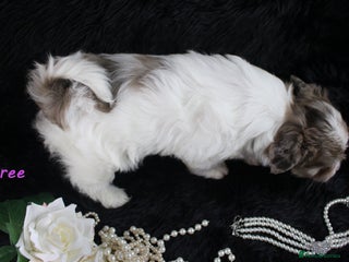 Yorkshire Terrier dogs Choc & White Yorkie Girls Blue eyes – Ready Nov 25 - Advert 2