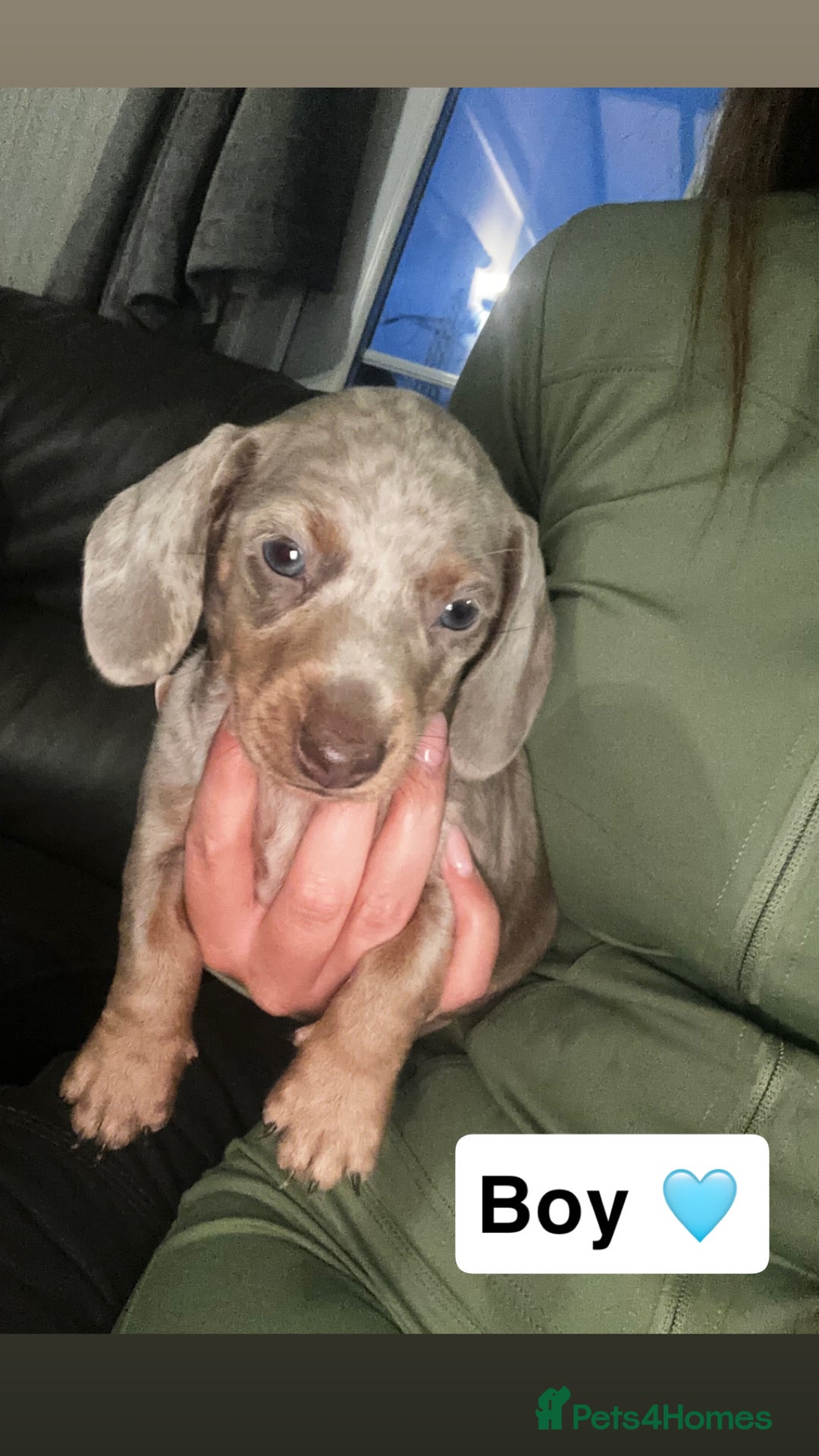 Dachshund dogs for sale: 7 beautiful dashound puppys - Advert 19