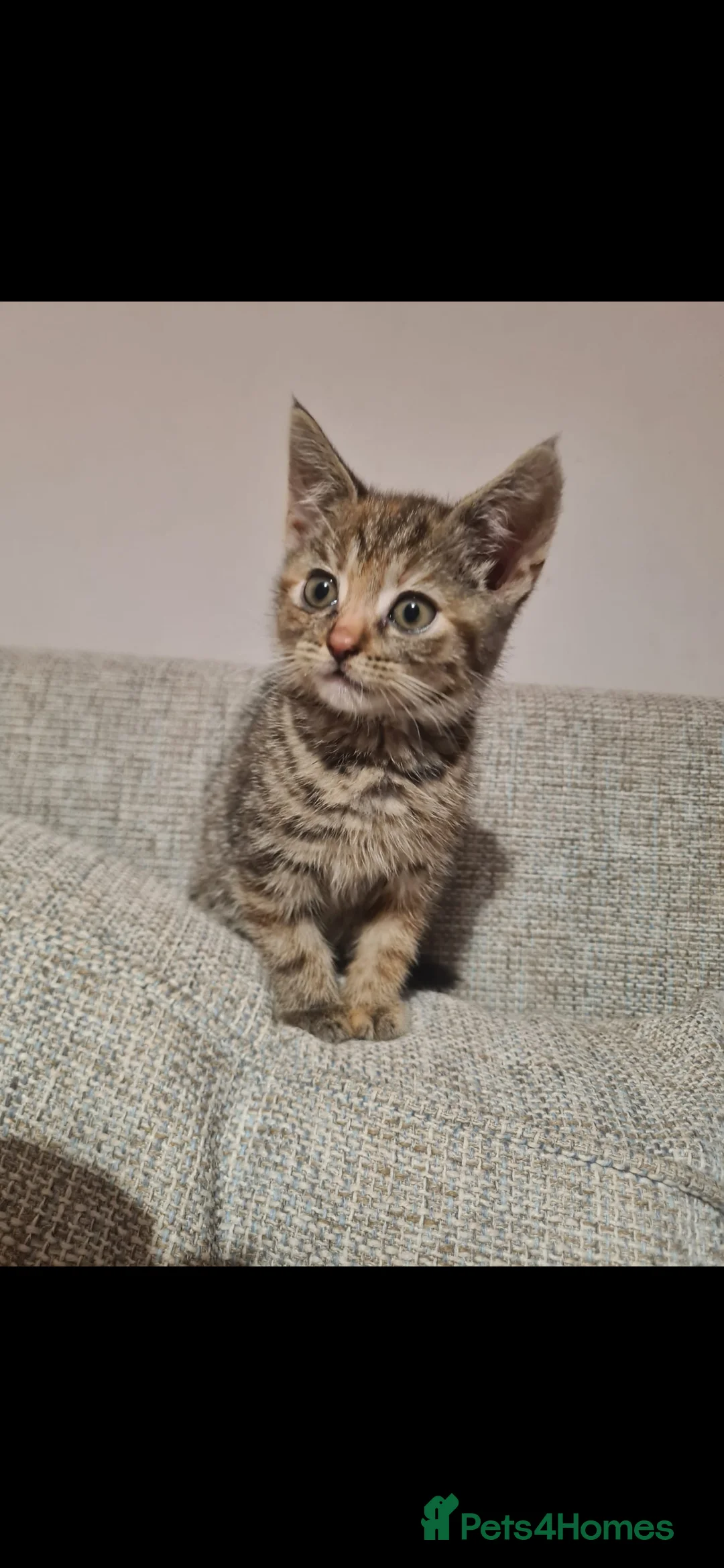 Mixed Breed cats for sale: 10 week old kittens (ready by 5th march) - Advert 32