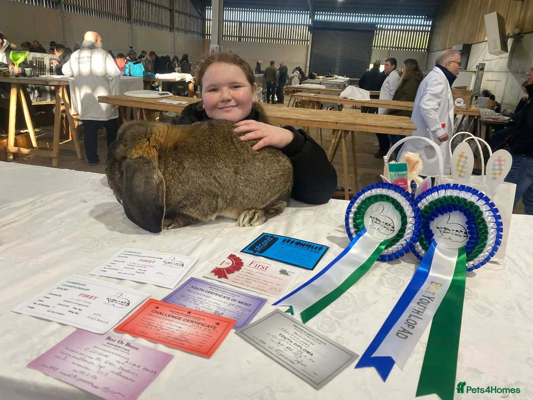 French Lop rabbits for sale: French lop - Advert 4