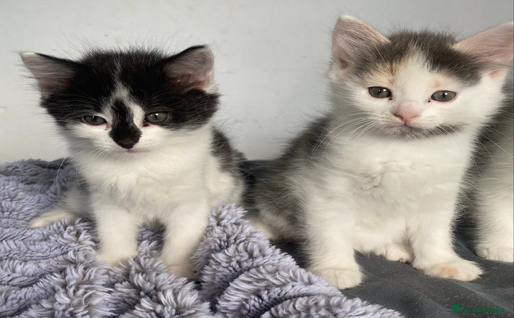Ragdoll cats for sale - Advert 1