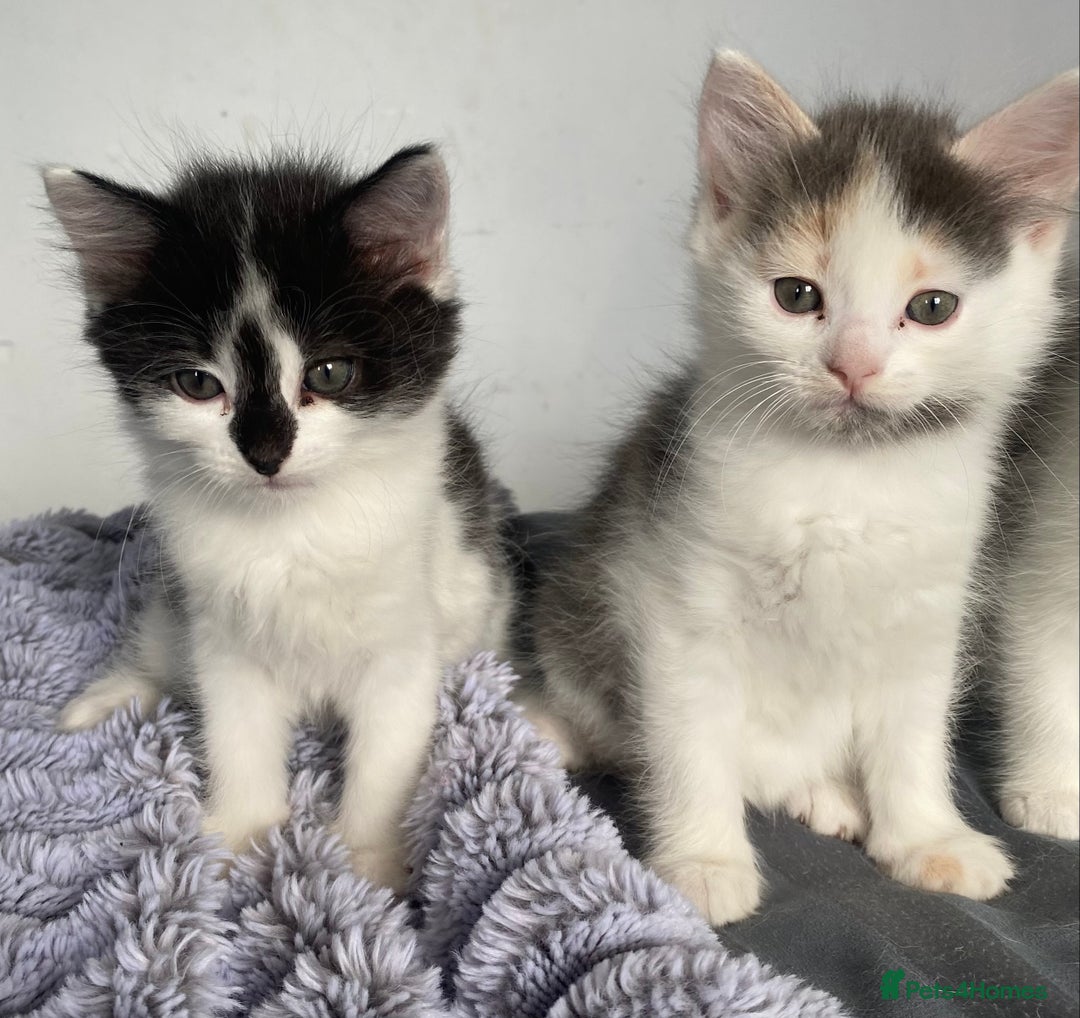 Ragdoll cats for sale: Ragdoll Mix Breed Kittens - Image 1