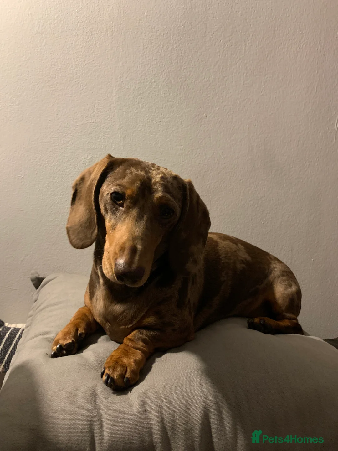 Miniature Dachshund dogs for stud: Richmond the sausage -KC Reg-DNA tested,Proven in Pentre - Advert 6