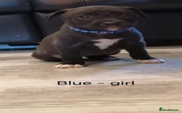 Mixed Breed dogs for sale: Ready in 11 days! 9x LABRADOR X STAFFY  - Image 11