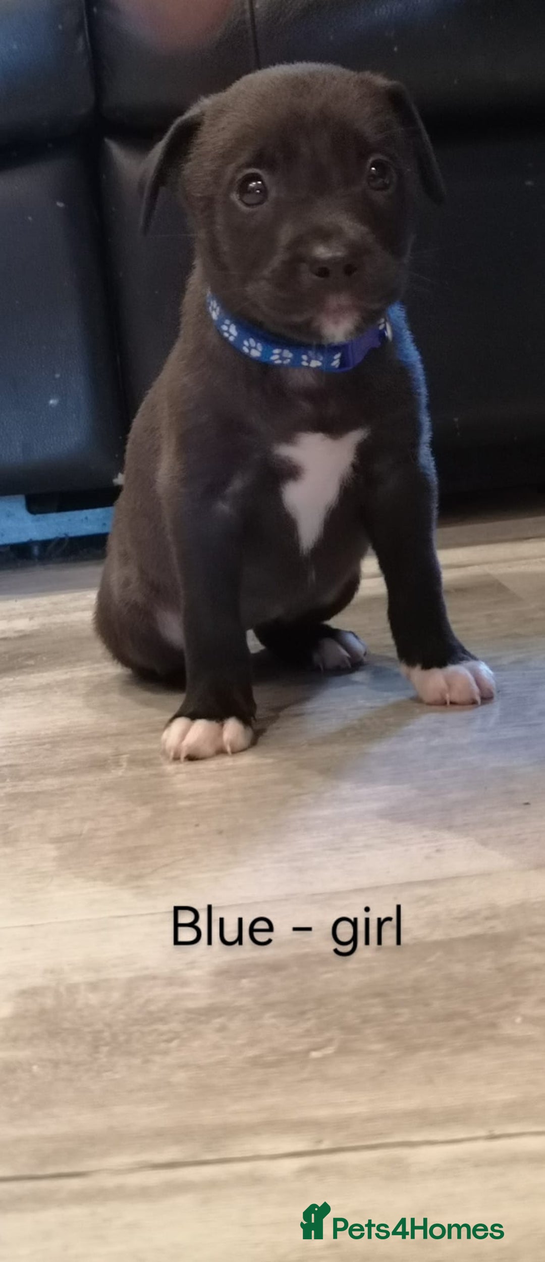 Mixed Breed dogs for sale: Ready in 11 days! 9x LABRADOR X STAFFY  - Image 11