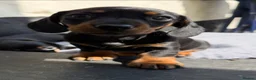 Miniature Dachshund dogs for sale: Miniature short haired Black & Tan dachshund puppy - Advert 3