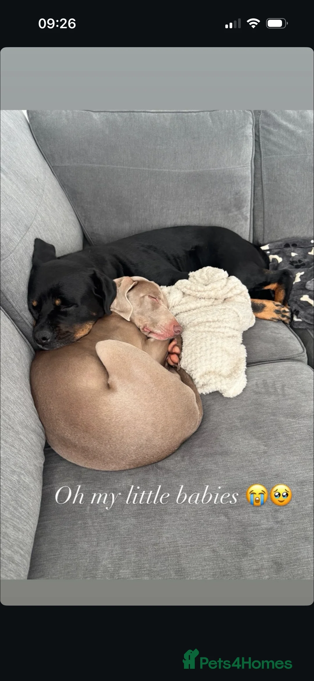 Weimaraner dogs for sale: Rehoming Weimaraner  - Advert 2