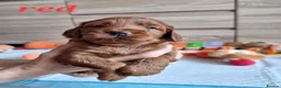 Cockapoo dogs for sale: F1 Cockapoo puppies fully DNA tested parents  - Advert 6