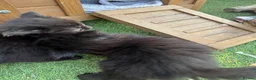 Mixed Breed cats for sale: One boy and one girl left - Longhaired, Kittens - Advert 9