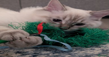 Ragdoll cats - Advert 10
