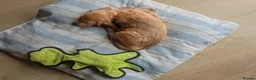 Cocker Spaniel dogs for sale: Ready: Show Cocker Spaniel- Golden girl  - Advert 19