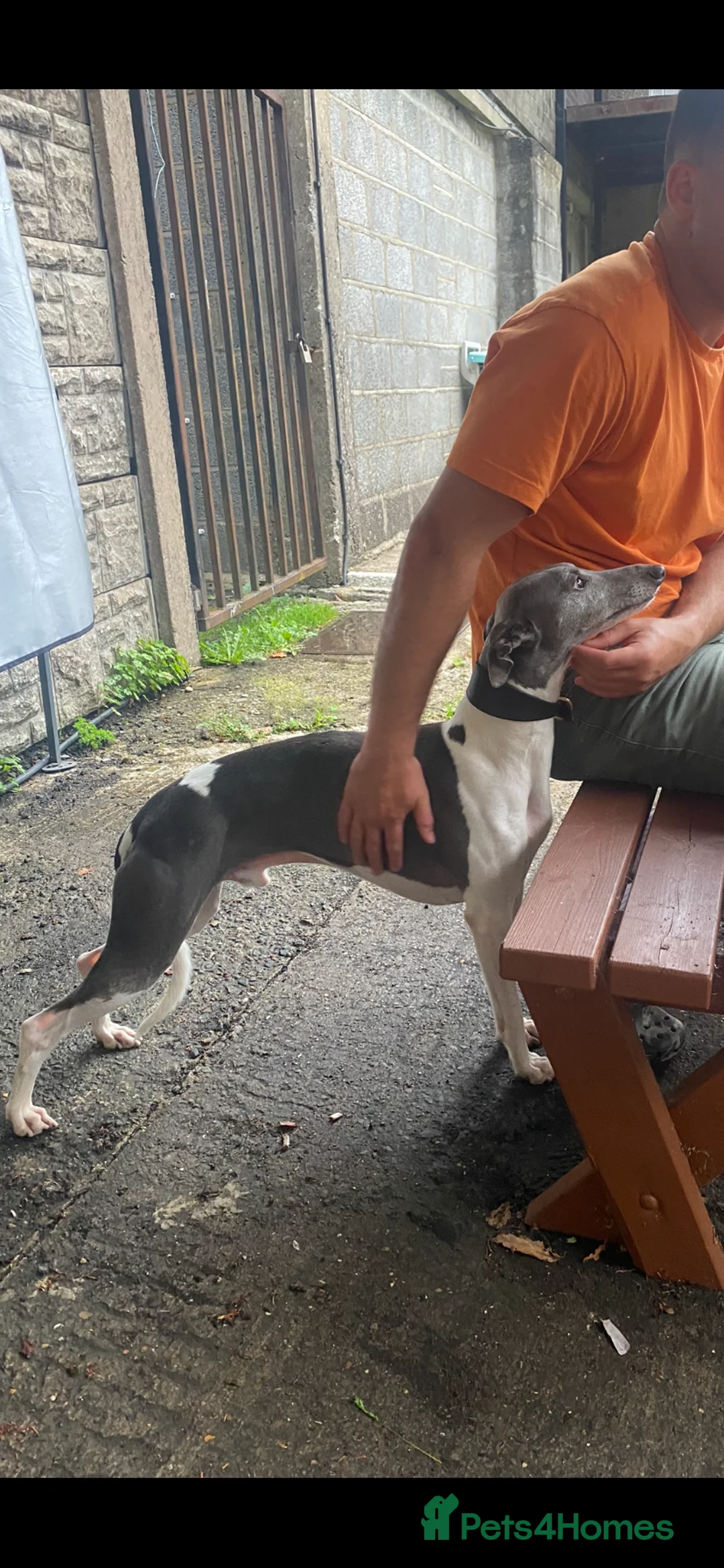 Whippet dogs for stud: Top Kc working x show whippet at stud  in Swansea - Advert 3