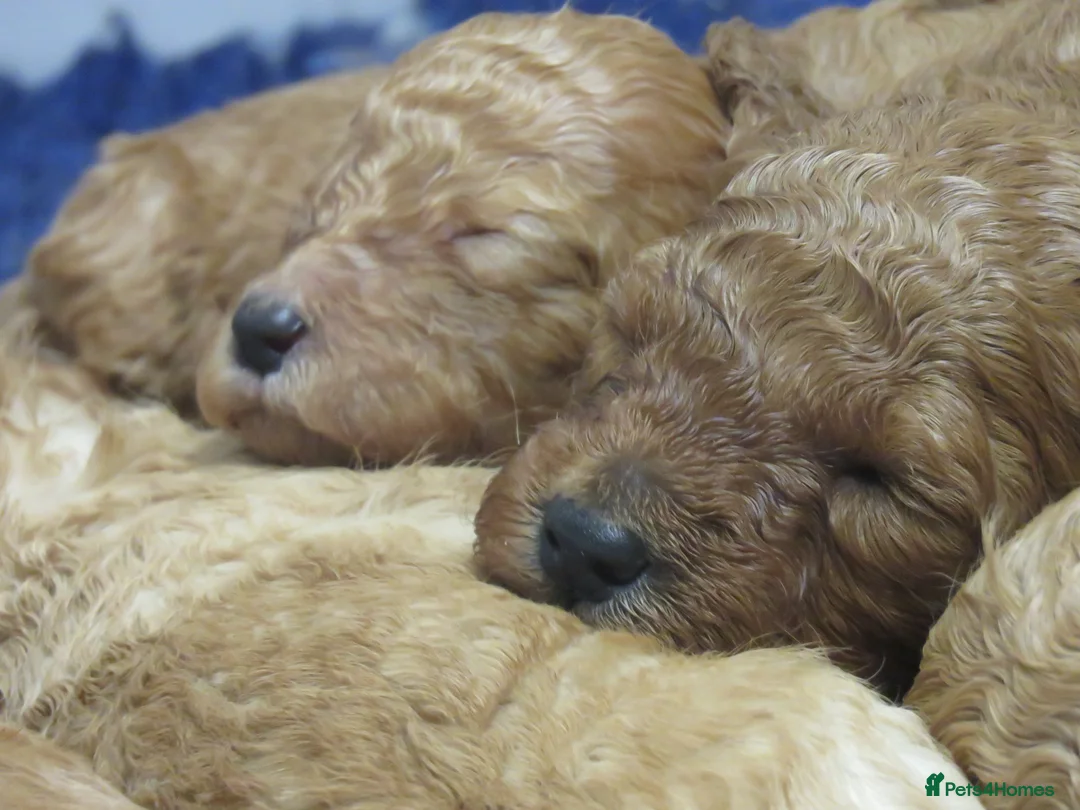 Cockapoo dogs for sale: Beautiful DNA Health tested Cockapoos - Advert 7