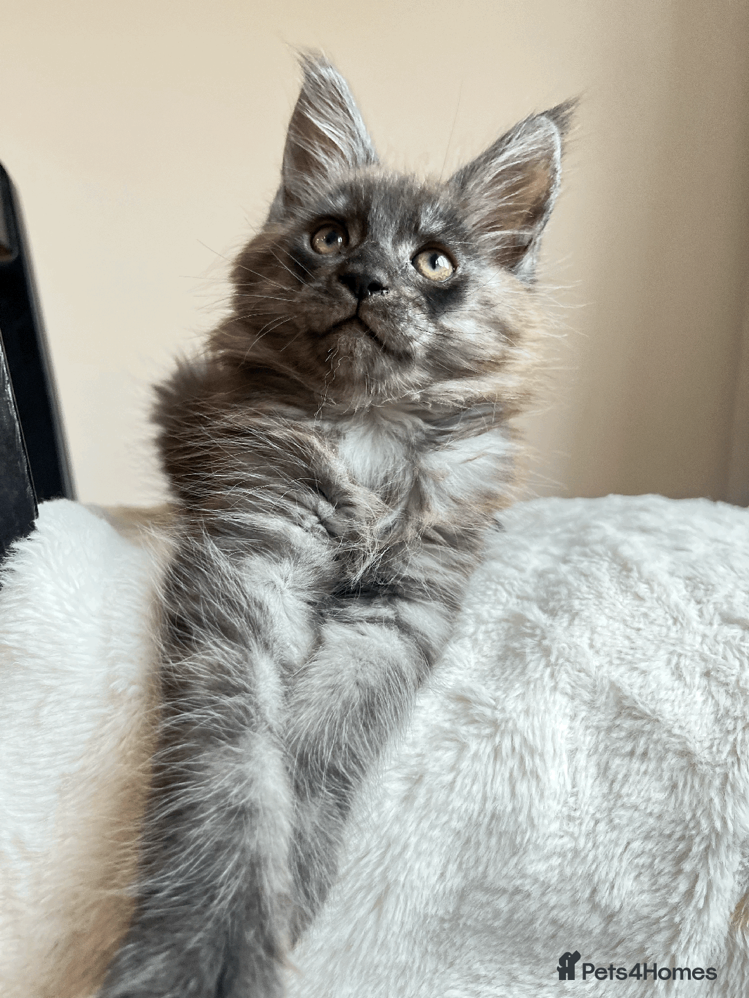 Maine Coon cats for sale: XXL CHAMPION RUSSIAN LINE.MAINE COON KITTENS - Advert 29